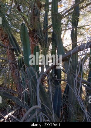 Kugelkakteen, Mondscheinkakteen, Fackelkakteen und Verbündete (Cactoideae) Plantae Stockfoto