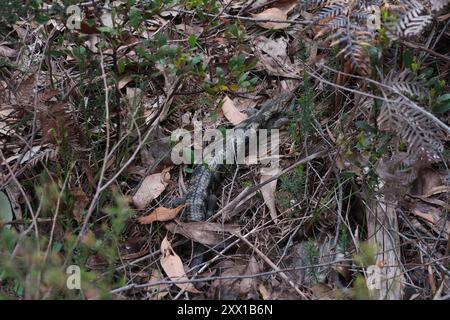 Geblockte Blauzungenkrankheit (Tiliqua nigrolutea) Reptilia Stockfoto