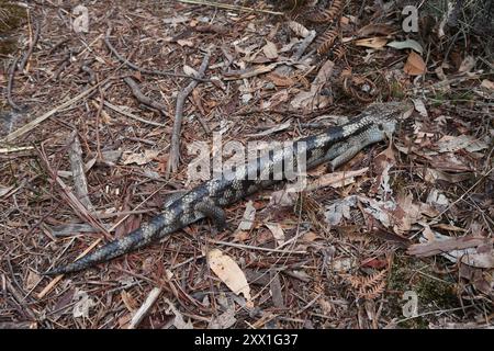 Geblockte Blauzungenkrankheit (Tiliqua nigrolutea) Reptilia Stockfoto