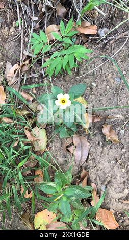 Kubanische Butterblume (Turnera subulata) Plantae Stockfoto