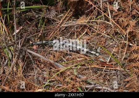 Geblockte Blauzungenkrankheit (Tiliqua nigrolutea) Reptilia Stockfoto