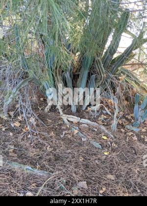 Kugelkakteen, Mondscheinkakteen, Fackelkakteen und Verbündete (Cactoideae) Plantae Stockfoto