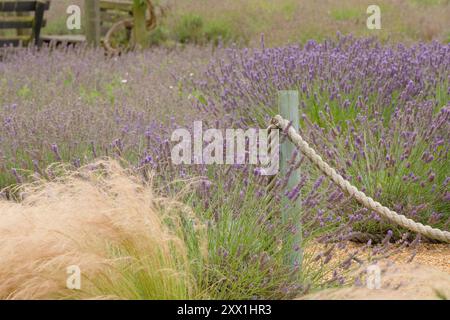 Lavendelmasse im Garten Stockfoto