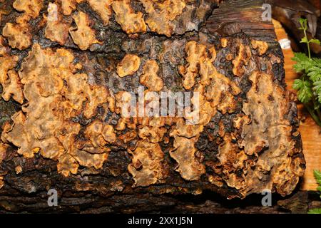 Blattblutungspilze (Stereum rugosum) Stockfoto