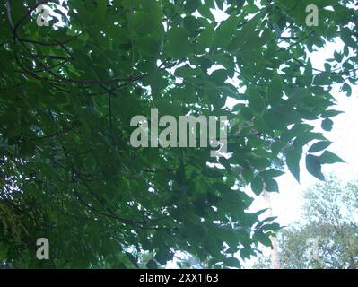 Grünasche (Fraxinus pennsylvanica) Plantae Stockfoto