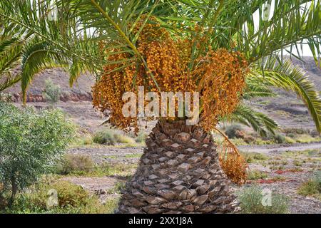 Orangenfrüchte einer kanarischen Dattelpalme (Phoenix canariensis) auf Fuerteventura Stockfoto