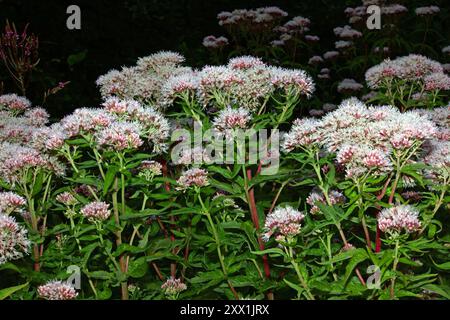 Eupatorium cannabinum (Hanf-Agrimony) ist eine blühende Pflanze, die in Europa und Nordwestafrika beheimatet ist. Sie kommt an Flüssen und schattigen Waldrändern vor. Stockfoto