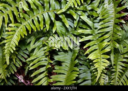 Polypodium vulgare (Polypodium vulgare) ist ein immergrüner Farn, der in Westeuropa und Nordafrika an alten Mauern, Klippen und Felsspalten vorkommt. Stockfoto