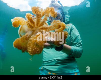 Schnorchler mit goldenen Quallen (Mastigias papua etpisoni), im Quallensee, einem Meeressee auf der Insel Eil Malk, Rock Islands, Palau Stockfoto