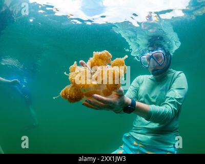 Schnorchler mit goldenen Quallen (Mastigias papua etpisoni), im Quallensee, einem Meeressee auf der Insel Eil Malk, Rock Islands, Palau Stockfoto