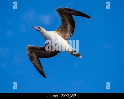 Ein Jugendlicher rotfüßiger Booby (Sula sula), in seiner weißen Farbe morphes Gefieder beim Flug über den Ozean in Palau, Mikronesien, Pazifik Stockfoto