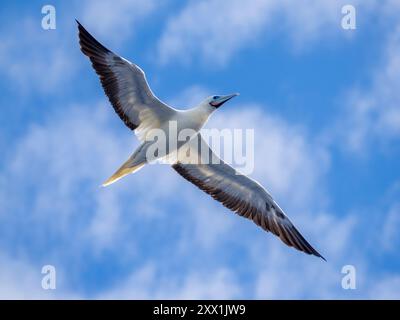 Ein erwachsener roter Fussbooby (Sula sula), in seiner weißen Farbe morph Gefieder beim Flug über den Ozean in Palau, Mikronesien, Pazifik Stockfoto