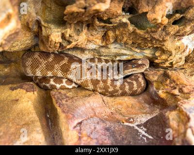 Eine ausgewachsene rauhe Python (Morelia carinata), die in einer Sandsteinspalte auf Bigge Island, Kimberley, Western Australia, Australia, Pacific gefunden wurde Stockfoto