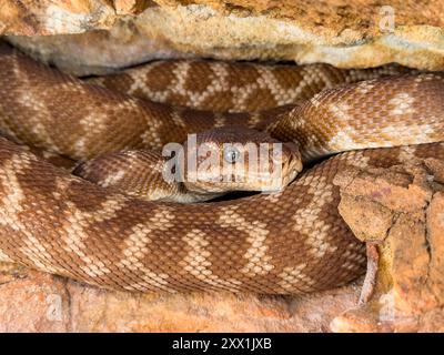 Eine ausgewachsene rauhe Python (Morelia carinata), die in einer Sandsteinspalte auf Bigge Island, Kimberley, Western Australia, Australia, Pacific gefunden wurde Stockfoto