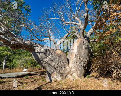 Die Meerjungfrauenboab (Adansonia gregorii) wächst in der Careening Bay auf Coronation Island, Kimberley, Western Australia, Australia, Pacific Stockfoto