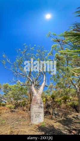 Panoramablick auf einen riesigen Bohnenbaum (Adansonia gregorii), der in Careening Bay, Kimberley, Western Australia, Australia, Pacific wächst Stockfoto