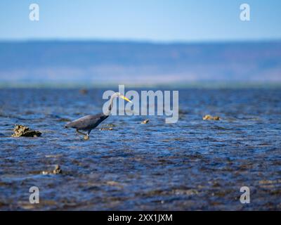 Ein ausgewachsener Pazifischer Riffreiher (Egretta sacra), der am Montgomery Reef in Kimberley, Westaustralien, Australien, Pazifik auf der Jagd nach Beute ist Stockfoto