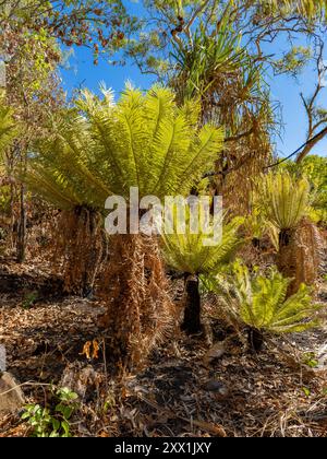 Cycads, ein zweiäugiger Baum der Ordnung Cycadales, gefunden auf Bigge Island, Kimberley, Western Australia, Australia, Pacific Stockfoto