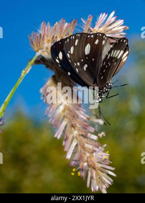 Ein ausgewachsener Krähenfalter, Euploea Core, in Vansittart Bay, Kimberley, Westaustralien, Australien, Pazifik Stockfoto