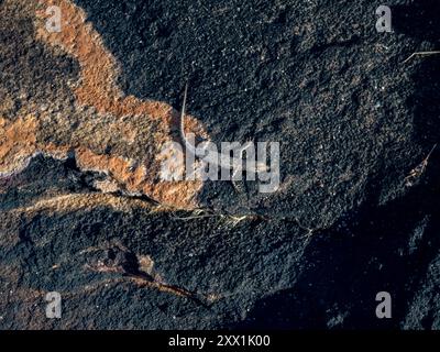 Ein erwachsener Bauxit-Regenbogenskink (Carlia amax), der sich an der Lavaformation in der Vansittart Bay, Kimberley, Western Australia, Australien, Pazifik sonnt Stockfoto