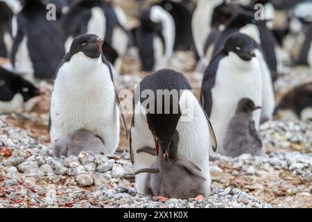 Adelie-Pinguin (Pygoscelis adeliae) füttert Küken in der Brutkolonie Brown Bluff, Antarktische Halbinsel, Antarktis, Polarregionen Stockfoto