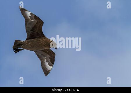 Ausgewachsene braune Skua (Catharacta antarktis), im Flug nahe der Antarktischen Halbinsel im südlichen Ozean, Antarktis, Polarregionen Stockfoto