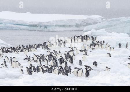 Adelie-Pinguine (Pygoscelis adeliae), im Schneesturm in der Brutkolonie Brown Bluff, Antarktische Halbinsel, Antarktis, Polarregionen Stockfoto