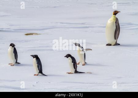 Ein einsamer erwachsener Kaiserpinguin (Aptenodytes forsteri) mit vier erwachsenen Adelie-Pinguinen (Pygoscelis adeliae), Antarktis, Polarregionen Stockfoto