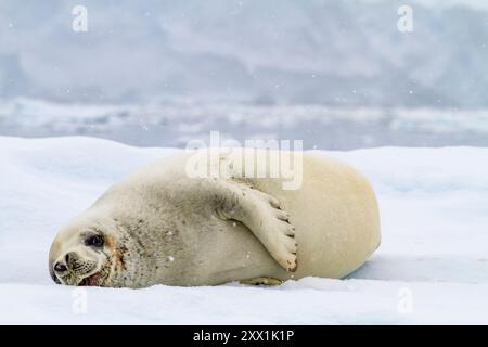 Ausgewachsene Krabbelrobbe (Lobodon carcinophaga), auf einem Eisberg auf Booth Island in der Nähe der Antarktischen Halbinsel, Polarregionen Stockfoto