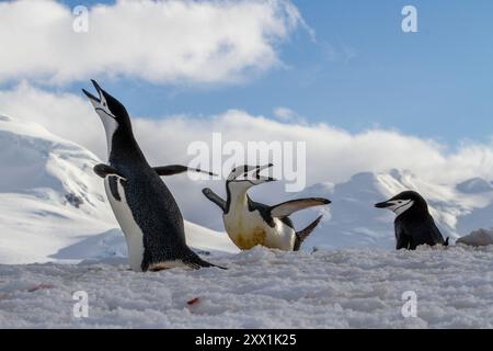 Chinstrap-Pinguine (Pygoscelis antarktis), ekstatische Ausstellung in der Brutkolonie auf Half Moon Island, Antarktis, Polarregionen Stockfoto