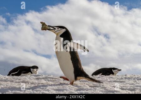 Ausgewachsener Kinnpinguin (Pygoscelis antarktis), der in der Brutkolonie auf Half Moon Island, Antarktis, Polarregionen, Felsen im Schnabel trägt Stockfoto