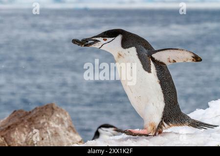 Ausgewachsener Kinnpinguin (Pygoscelis antarktis), der in der Brutkolonie auf Half Moon Island, Antarktis, Polarregionen, Felsen im Schnabel trägt Stockfoto