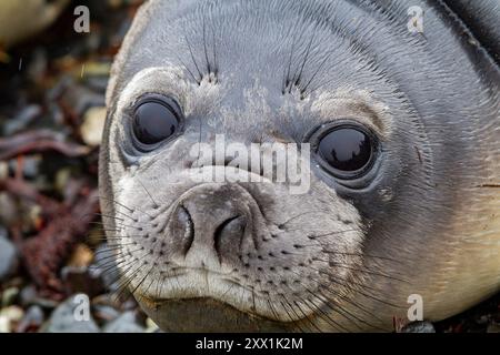 Freundliche Südseelefant Seehunde (Mirounga leonina), Wundjunge aus nächster Nähe am Strand von Snow Island, Antarktis, Polarregionen Stockfoto