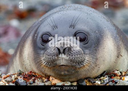 Freundliche Südseelefant Seehunde (Mirounga leonina), Wundjunge aus nächster Nähe am Strand von Snow Island, Antarktis, Polarregionen Stockfoto