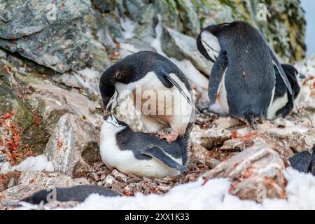 Adulte Chinstrap-Pinguine (Pygoscelis antarktis), Paarung in der Brutkolonie auf Half Moon Island, Antarktis, Polarregionen Stockfoto