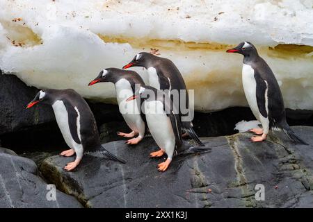 Erwachsene Gentuo-Pinguine (Pygoscelis papua), Rückkehr und Ankunft vom Meer auf Booth Island, Antarktis, Südpolarregionen Stockfoto