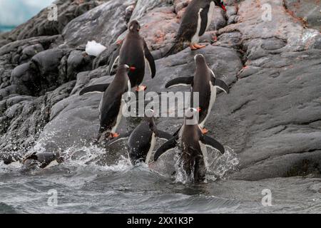 Erwachsene Gentuo-Pinguine (Pygoscelis papua), Rückkehr und Ankunft vom Meer auf Booth Island, Antarktis, Südpolarregionen Stockfoto