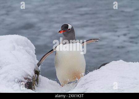 Erwachsene Gentuo-Pinguine (Pygoscelis papua), Rückkehr und Ankunft vom Meer auf Booth Island, Antarktis, Südpolarregionen Stockfoto