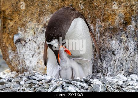 Ausgewachsener Gentuo-Pinguin (Pygoscelis papua), der Küken am Brown Bluff in der Nähe der Antarktischen Halbinsel, Südpolarregionen, füttert Stockfoto