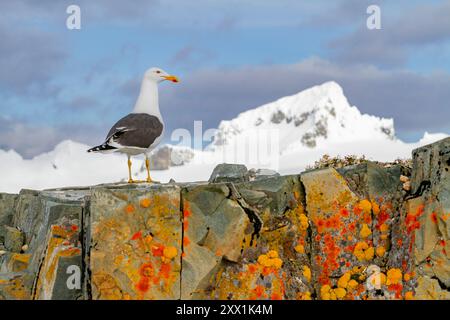 Adulte Seetangmöwe (Larus dominicanus), nistet auf Flechtenfelsen auf Half Moon Island in der Antarktis, im südlichen Ozean, in Polarregionen Stockfoto