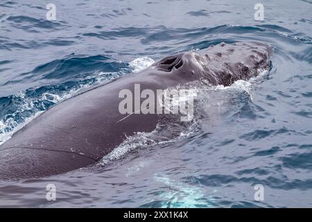 Buckelwal (Megaptera novaeangliae), der vor der Half Moon Island in der South Shetland Island Group, Antarktis, Polarregionen auftaucht Stockfoto