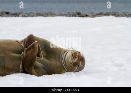 Weddell Seal (Leptonychotes weddellii), auf Eis auf Half Moon Island, Antarktis, Südmeer, Polarregionen Stockfoto