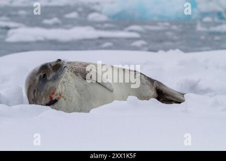 Weddell Seal (Leptonychotes weddellii), auf Eis auf Half Moon Island, Antarktis, Südmeer, Polarregionen Stockfoto