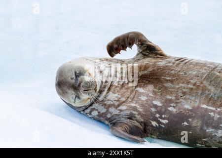 Weddell Seal (Leptonychotes weddellii), auf Eis auf Half Moon Island, Antarktis, Südmeer, Polarregionen Stockfoto