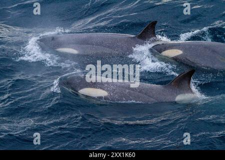 Eine große Gruppe von Killerwalen der Gerlache-Straße Typ B (Orcinus Orca), die in der Gerlache-Straße, Antarktis, Polarregionen unterwegs sind Stockfoto