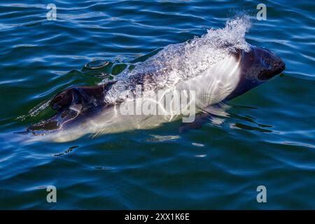 Erwachsener Commerson-Delfin (Cephalorhynchus commersonii), taucht im Stanley Harbor auf den Falklandinseln in Südamerika auf Stockfoto