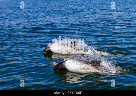 Erwachsenes Delfinpaar (Cephalorhynchus commersonii), taucht im Stanley Harbor auf den Falklandinseln in Südamerika auf Stockfoto