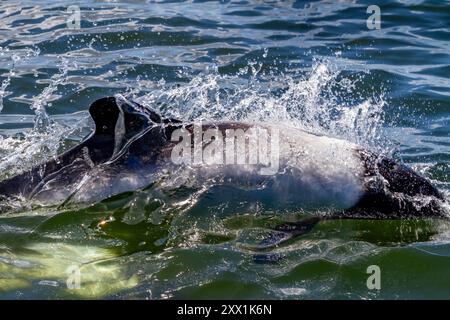 Erwachsener Commerson-Delfin (Cephalorhynchus commersonii), taucht im Stanley Harbor auf den Falklandinseln in Südamerika auf Stockfoto