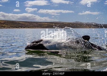 Erwachsener Commerson-Delfin (Cephalorhynchus commersonii), taucht im Stanley Harbor auf den Falklandinseln in Südamerika auf Stockfoto