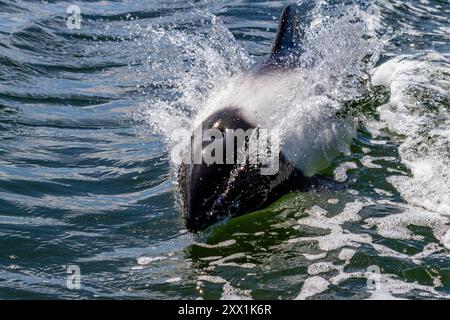 Erwachsener Commerson-Delfin (Cephalorhynchus commersonii), taucht im Stanley Harbor auf den Falklandinseln in Südamerika auf Stockfoto